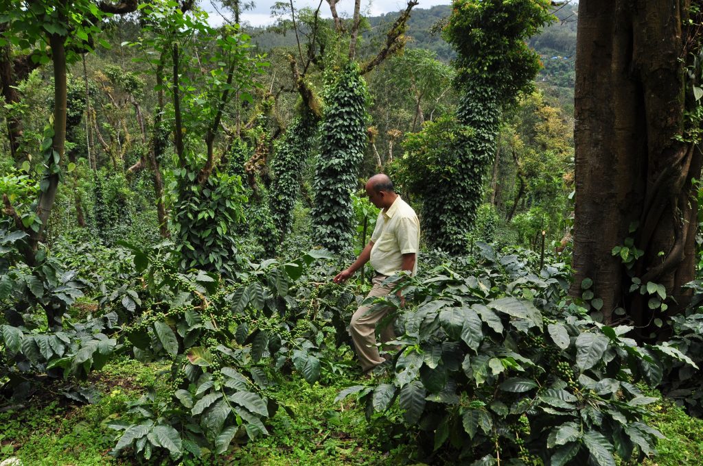 Indian Coffee Tree