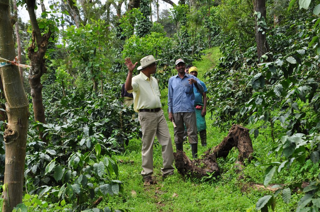 Indian Coffee Tree
