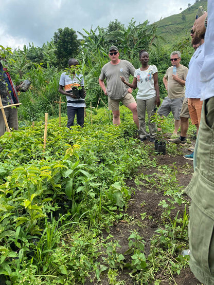 Ugandan Coffee Tree