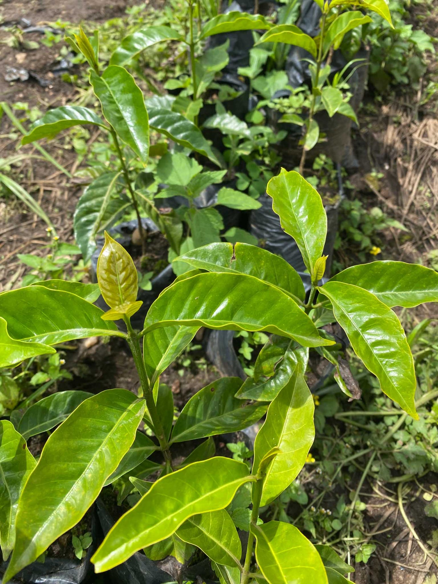 Ugandan Coffee Tree