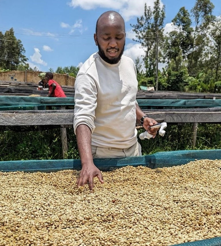 Kenyan Coffee Tree